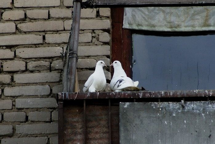 Как избавиться от голубей на крыше ба